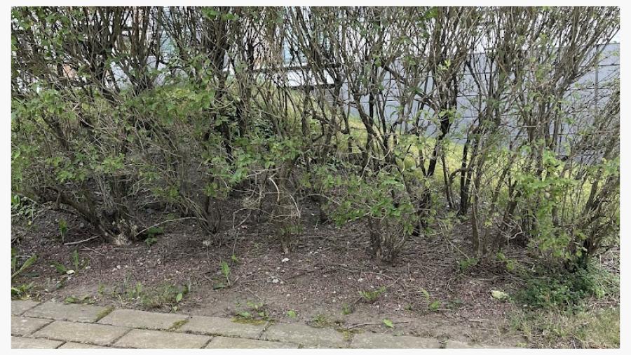 Snälla, klipp ner mig!! Jag behöver föryngras - ser du inte?