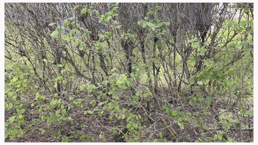 Hög tid att föryngringsbeskära! Trossvägen 1 mot parken sept 2025